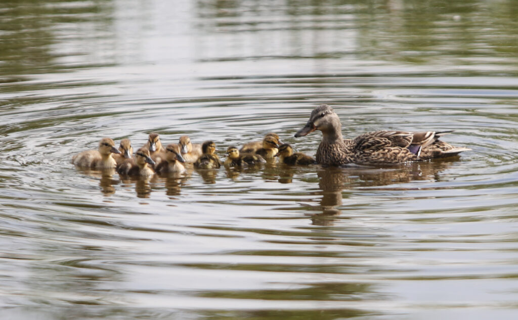 PHOTOS: Fond du Lac Fire/Rescue rescue baby ducks from storm sewer ...